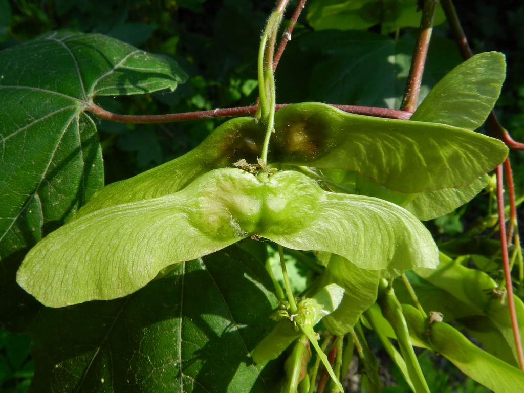 Acer campestre / Acero campestre